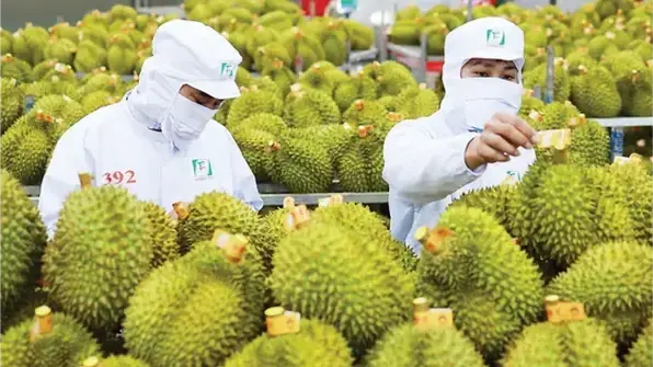 Rau quả Việt tăng trưởng mạnh nhất tại Trung Quốc